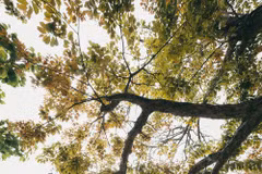 Une Hanoï romantique pendant la saison des arbres à feuilles caduques