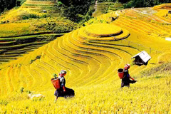 Semaine touristique des rizières en terrasses de Mu Cang Chai