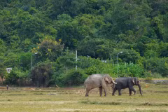 L’éléphanteau le plus attendu du Tây Nguyên