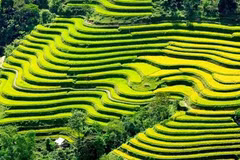 Les rizières en terrasses de Mu Cang Chai à l’honneur 