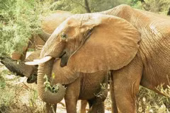 Des efforts conjoints ont été demandés pour protéger les derniers éléphants sauvages au Vietnam