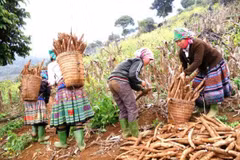 Plus de 80% du volume de manioc du Vietnam exporté en Chine