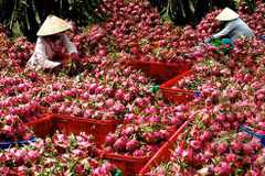 Forte hausse des exportations nationales de fruits et légumes vers le Japon