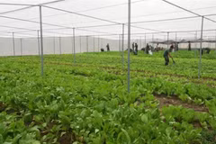 La production de semences, une priorité pour la mégalopole du Sud