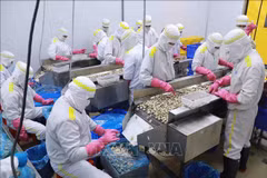 Augmentation continue des exportations de mollusques bivalves. Photo: VNA