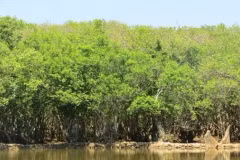 La moitié des écosystèmes de mangrove risquent de s'effondrer
