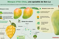 Mangue d'Yên Châu, une spcialité de Son La 