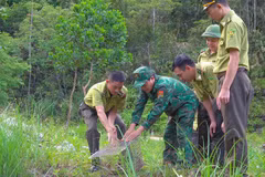 Les forcent compétentes de Nghê An relâchent un rare python réticulé dans la nature. Photo: tienphong,vn 