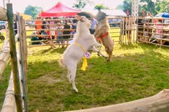 Ouverture d'un festival des combats de boucs à Ninh Binh