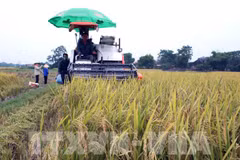 Bac Giang améliore la qualité de ses produits agricoles. Photo: VNA