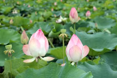 En été, rendez-vous au bord des étangs de lotus à Ninh Binh 