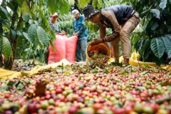Les exportations vietnamiennes de produits agricoles en Russie bondissent de 48,7%