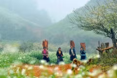 Moc Chau – Destination attrayante de la région montagneuse