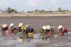 Exploitation des palourdes dans le delta du Mékong. Photo: VNA