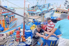 Au port de pêche de Tinh Ky dans la ville de Quang Ngai (Centre). Photo : VNA