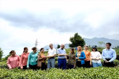 Une délégation de l'ambassade du Canada au Vietnam visite le modèle de production de thé Dông Phuong My Nhân sur la colline de thé dans la commune de Ban Bo, district de Tam Duong, province de Lai Châu. Photo : VNA