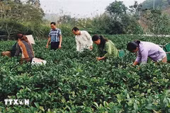 Des habitants de la commune de Bao Hung récoltent du thé. Photo: VNA