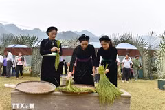 Les femmes Tày choisissent le jeune riz gluant pour fabriquer le côm. Photo: VNA