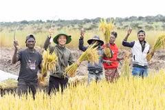 Pham Quang Linh (2e à partir de la gauche) récolte le riz avec des habitants angolais. Photo : baoquocte.vn