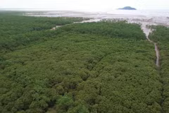 Le développement des forêts et des écosystèmes contribuera à améliorer l'absorption des gaz à effet de serre. Photo : VietnamPlus
