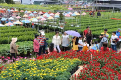 Le bonheur est dans les champs de fleurs. Photo: dulich.dongthap.gov.vn