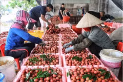 En 2024, le district de Tân Yên compte 1.420 hectares de litchis, avec une production d'environ 15 500 tonnes. Photo : VNA