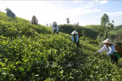 Le district de Tân Son possède la plus grande zone de culture de thé de la province de Phu Tho. Photo d’illustration: VNA