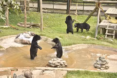Des pensionnaires du Centre de sauvetage des ours du Vietnam n°2. Photo : daibieunhandan.vn