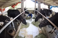 Moins d'un milliard de dollars d’importation de lait en 2015