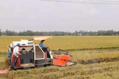 Le Venezuela ratifie des accords de coopération dans l’agriculture avec le Vietnam
