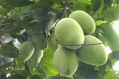 Les mangues de Cat Chu seront exportées au Japon