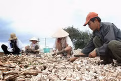 Manioc : 1,5 milliard de dollars d'exportations prévus cette année