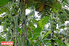 La bananiculture gagne du terrain à Hung Yên