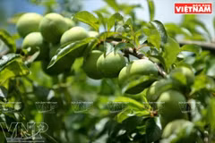 Fête de la cueillette des prunes à Môc Châu