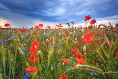 Quand la nature s’offre en spectacle