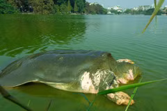 La légendaire tortue géante de Hoàn Kiêm sera conservée 
