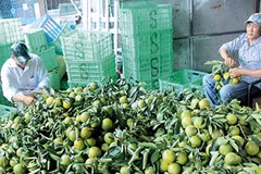 Dans la province de Hâu Giang: Les fruits de la croissance