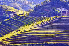 Les Semaines culturelles et touristiques de Muong Lo et Mu Cang Chai en septembe