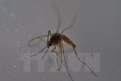 Ho Chi Minh-Ville : découverte de 6 nouveaux cas de virus Zika 