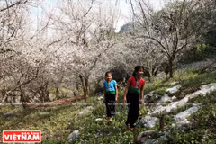 Moc Chau, vallée des fleurs 