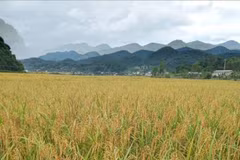 Le riz gluant de Muong Và