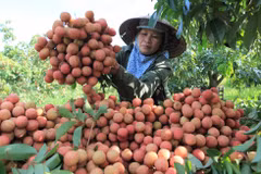 Promouvoir l'exportation du litchi de Hai Duong
