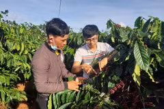 Dak Doa souhaite exporter son café organique