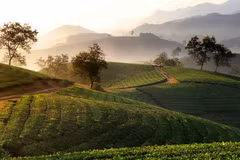 Admirer les belles collines de thé de Long Coc à Phu Tho au lever du soleil