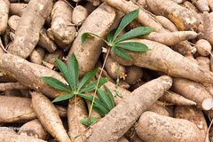 Forte hausse des exportations de manioc et produits dérivés