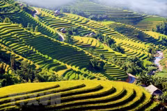 Un aperçu de Ha Giang à la saison des rizières dorées