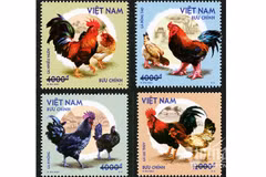 Émission d'une collection de timbres sur les "races de poulets indigènes du Vietnam"