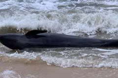 Une baleine de 300 kg s'échoue sur une plage de Phu Yen