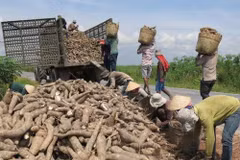 Les exportations vietnamiennes de manioc en 2019 atteignent près d'un milliard de dollars