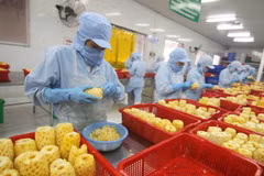 Coopération Vietnam-Japon dans le renforcement des chaînes de valeur des cultures sûres